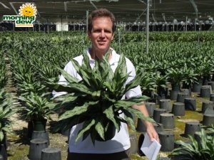 aglaonema romeo chinese evergreen