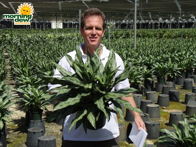 aglaonema romeo chinese evergreen