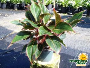 aglaonema sapphire suzanne chinese evergreen