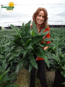 aglaonema shamrock chinese evergreen