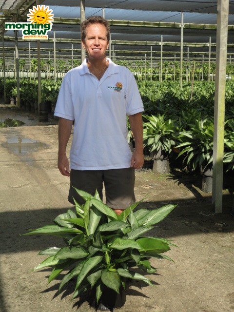 aglaonema silverado chinese evergreen