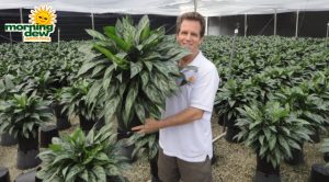 aglaonema tigress chinese evergreen