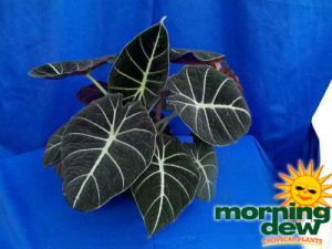alocasia black velvet
