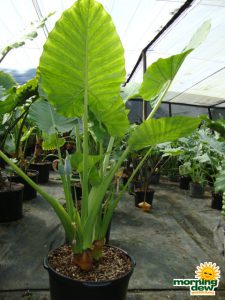 alocasia calidora