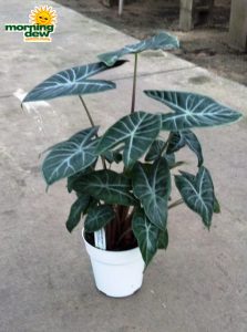 alocasia ivory coast