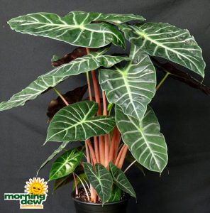 alocasia morocco