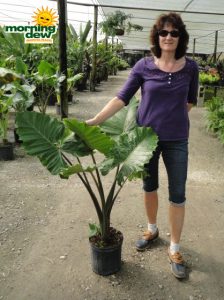 alocasia portodora