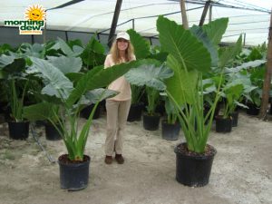 alocasia portodora