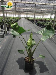 alocasia stingray