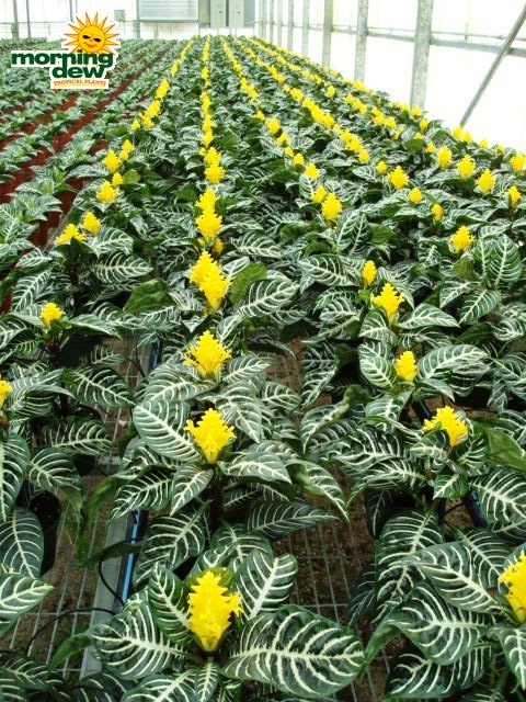 aphelandra dania zebra plant