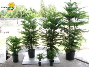 araucaria norfolk island pine