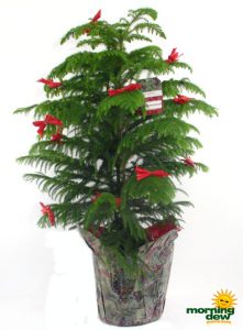 araucaria norfolk island pine decorated