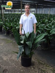 aspidistra cast iron plant