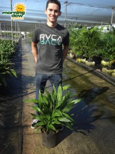 aspidistra milky way