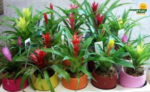 assorted bromeliad