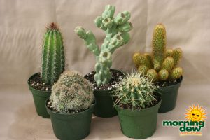 assorted cactus