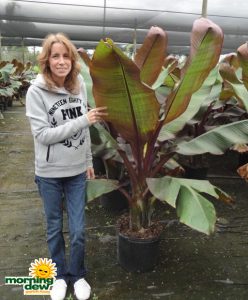 banana ensete maurelii