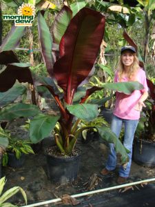 banana ensete maurelii