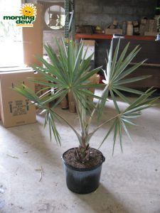 bismarkia palm silver