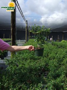 bonsai start fukien tea styled tree