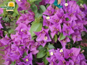 bougainvillea bloom