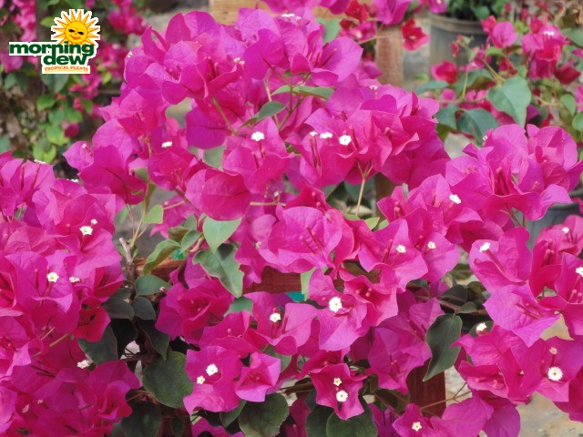 bougainvillea bloom