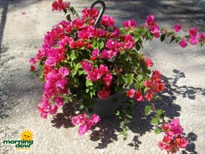 bougainvillea Hanging Basket
