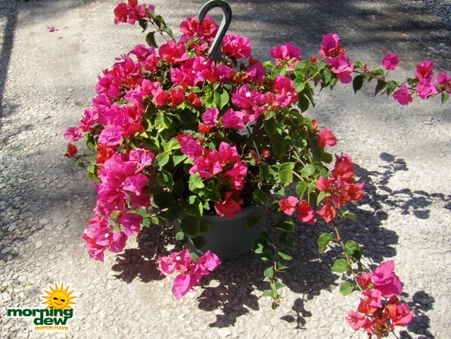 bougainvillea Hanging Basket