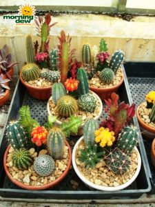 cactus gardens