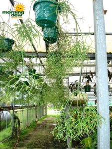 cactus mistletoe rhipsalis baccifera