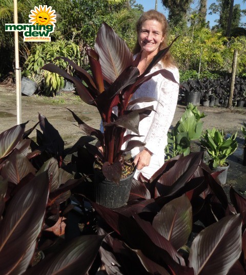 canna lily australia