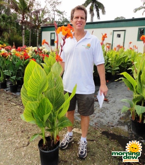 canna lily bengal tiger