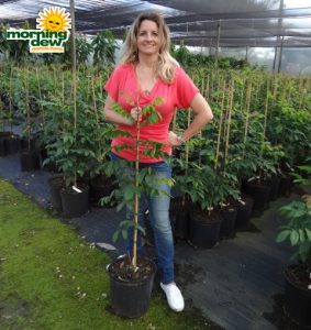 carambola averrhoa carambola tree fruit plant