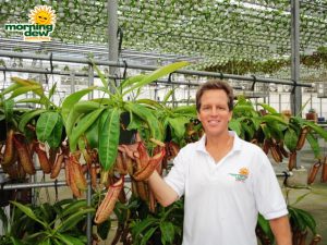 carnivorous nepenthes Hanging Basket