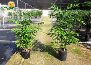 chamaedorea nani palm falcifera