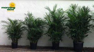 chamaedorea palm seifrizii