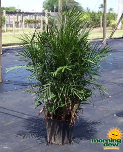 chamaedorea seifrizii palm