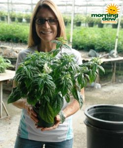 clerodendrum bleeding heart