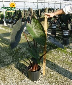colocasia diamond head