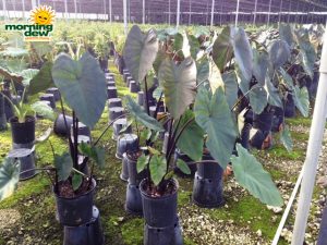 colocasia fontenseii