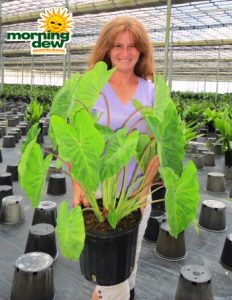 colocasia midori sour