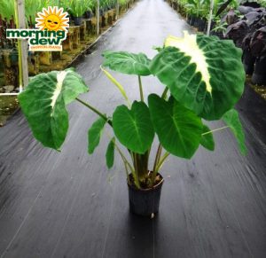 colocasia nancys revenge