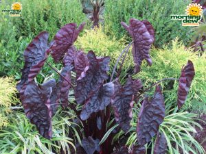 colocasia puckered up