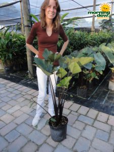 colocasia teacups