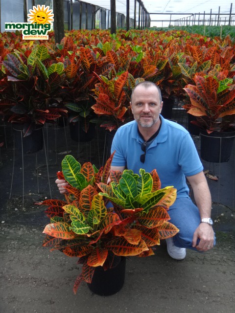 croton petra
