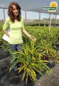 croton sloppy painter