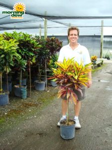 croton tree
