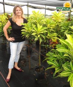 croton tree