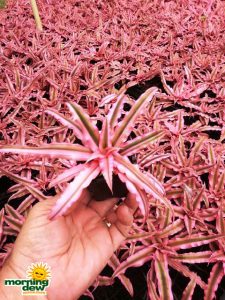 cryptanthus