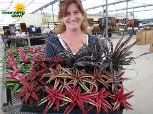 bromeliad cryptanthus